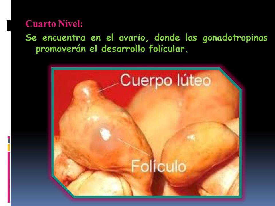 Cuarto Nivel: Se encuentra en el ovario, donde las gonadotropinas promoverán el desarrollo folicular.