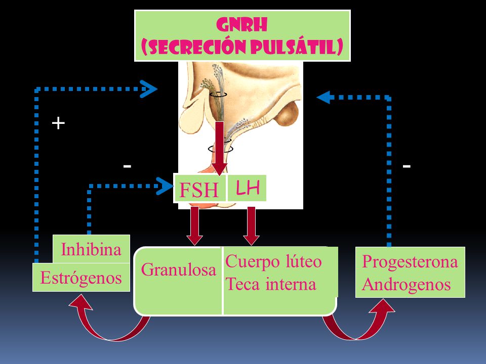 - - + FSH GnRH (secreción pulsátil) LH Inhibina Granulosa Cuerpo lúteo