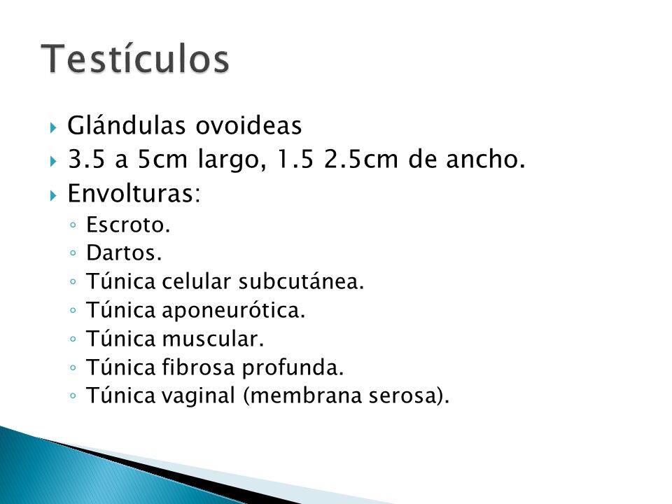 Testículos Glándulas ovoideas 3.5 a 5cm largo, cm de ancho.
