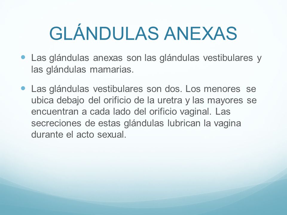 GLÁNDULAS ANEXAS Las glándulas anexas son las glándulas vestibulares y las glándulas mamarias.