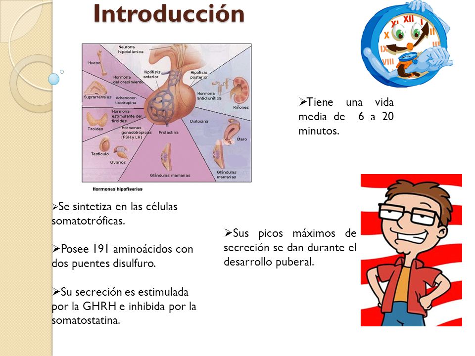 Introducción Tiene una vida media de 6 a 20 minutos.