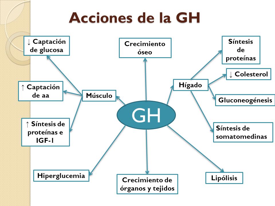 Crecimiento de órganos y tejidos ↑ Síntesis de proteínas e IGF-1