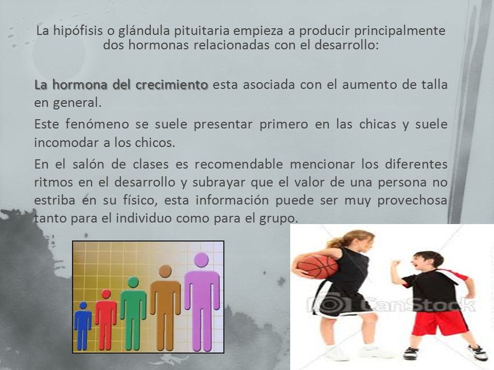 La hipófisis o glándula pituitaria empieza a producir principalmente dos hormonas relacionadas con el desarrollo: