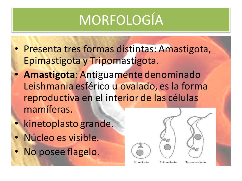 MORFOLOGÍA Presenta tres formas distintas: Amastigota, Epimastigota y Tripomastigota.
