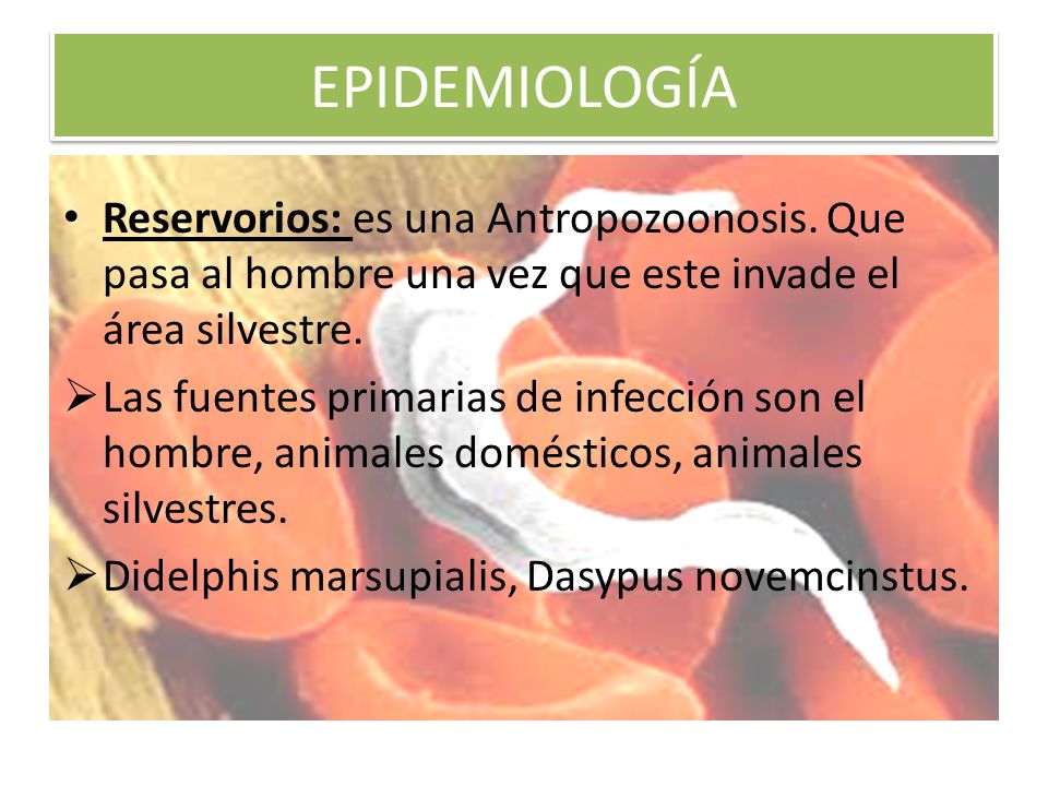 EPIDEMIOLOGÍA Reservorios: es una Antropozoonosis. Que pasa al hombre una vez que este invade el área silvestre.