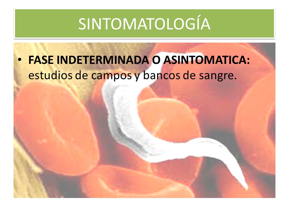 SINTOMATOLOGÍA FASE INDETERMINADA O ASINTOMATICA: estudios de campos y bancos de sangre.