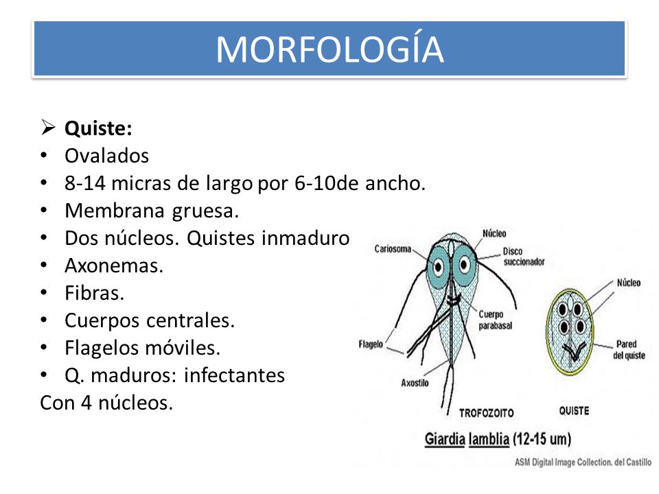 MORFOLOGÍA Quiste: Ovalados 8-14 micras de largo por 6-10de ancho.