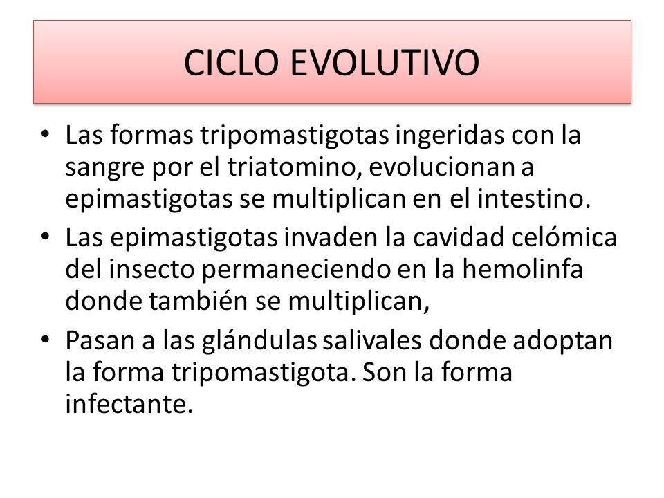 CICLO EVOLUTIVO Las formas tripomastigotas ingeridas con la sangre por el triatomino, evolucionan a epimastigotas se multiplican en el intestino.