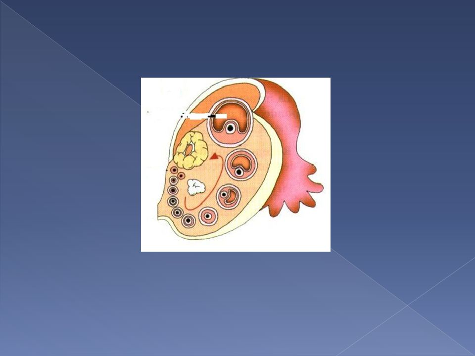 Maduración del óvulo. OVULACIÓN: día 14. El óvulo sale a las trompas de Falopio. La cavidad folicular forma el CUERPO LÚTEO, que degenera.