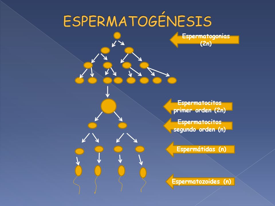Espermatocitos primer orden (2n) Espermatocitos segundo orden (n)