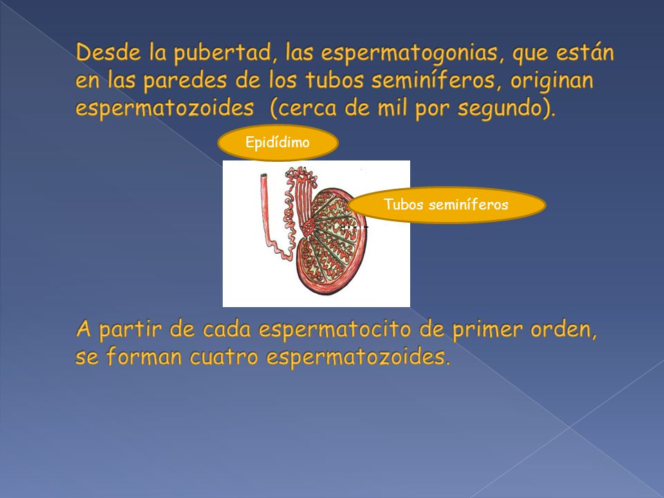 Desde la pubertad, las espermatogonias, que están en las paredes de los tubos seminíferos, originan espermatozoides (cerca de mil por segundo). A partir de cada espermatocito de primer orden, se forman cuatro espermatozoides.