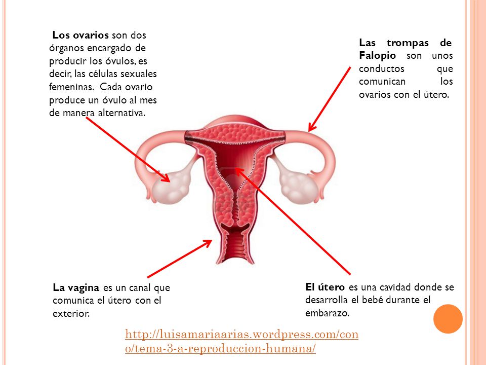 Los ovarios son dos órganos encargado de producir los óvulos, es decir, las células sexuales femeninas. Cada ovario produce un óvulo al mes de manera alternativa.