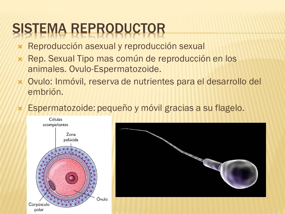 Sistema reproductor Reproducción asexual y reproducción sexual