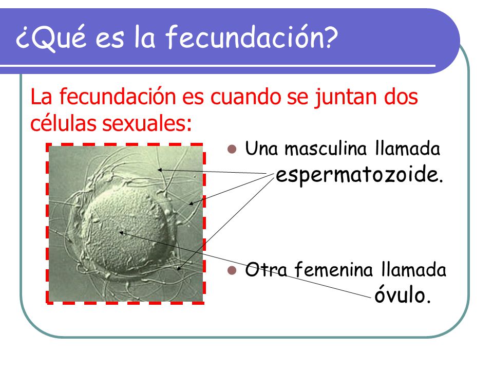 ¿Qué es la fecundación La fecundación es cuando se juntan dos células sexuales: Una masculina llamada espermatozoide.
