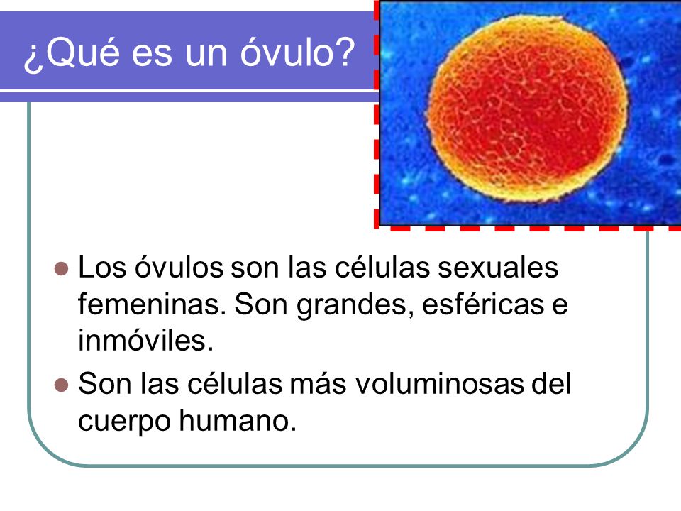 ¿Qué es un óvulo Los óvulos son las células sexuales femeninas. Son grandes, esféricas e inmóviles.