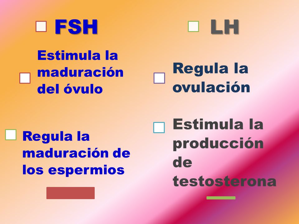 FSH LH Regula la ovulación Estimula la producción de testosterona