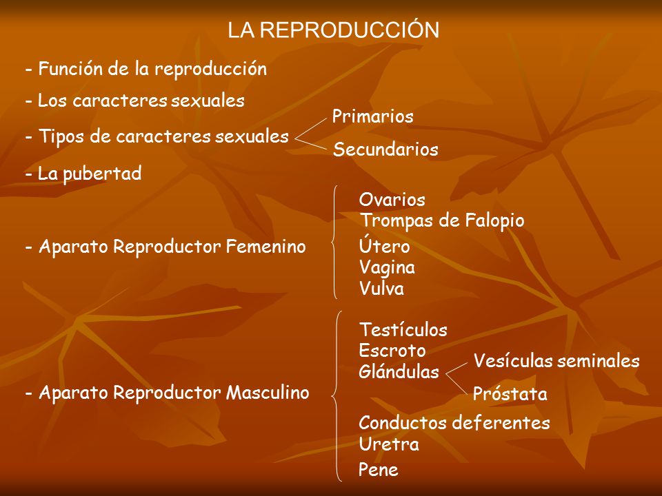 LA REPRODUCCIÓN - Función de la reproducción - Los caracteres sexuales