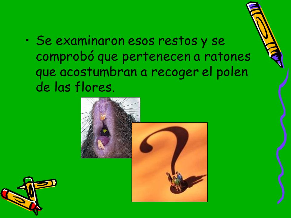 Se examinaron esos restos y se comprobó que pertenecen a ratones que acostumbran a recoger el polen de las flores.