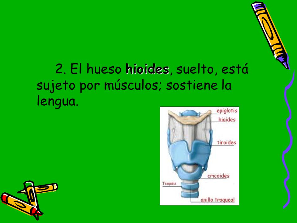 2. El hueso hioides, suelto, está sujeto por músculos; sostiene la lengua.