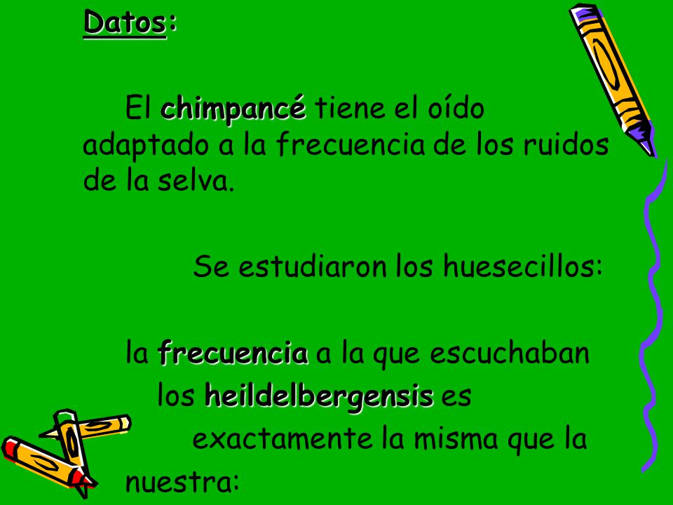 Datos: El chimpancé tiene el oído adaptado a la frecuencia de los ruidos de la selva. Se estudiaron los huesecillos: