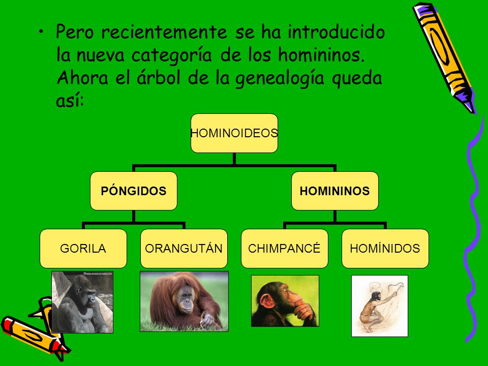 Pero recientemente se ha introducido la nueva categoría de los homininos.