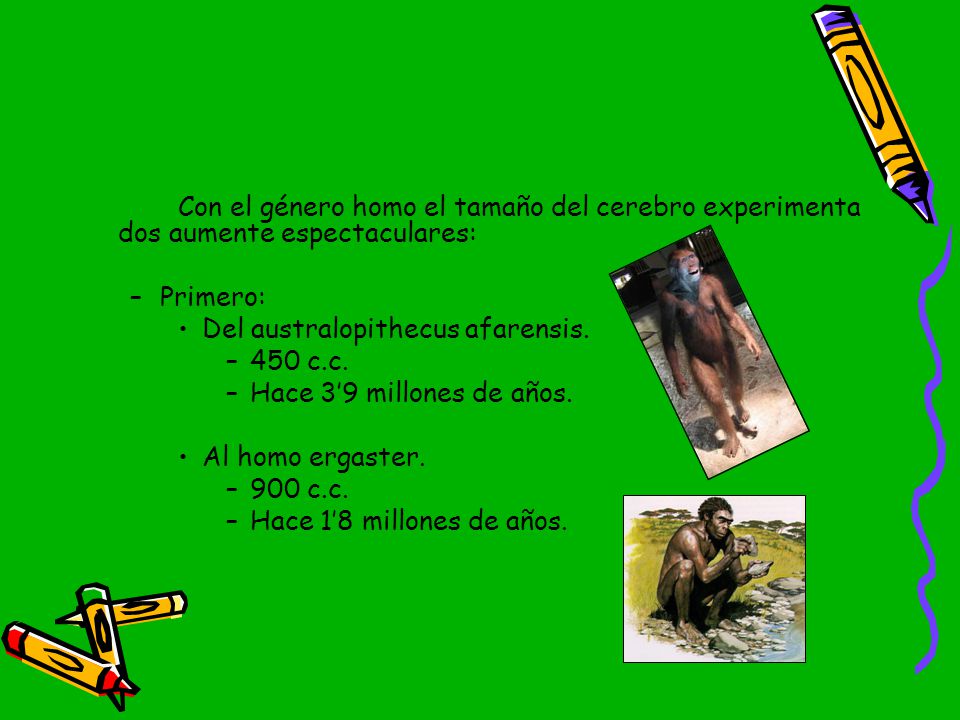 Del australopithecus afarensis. 450 c.c. Hace 3’9 millones de años.