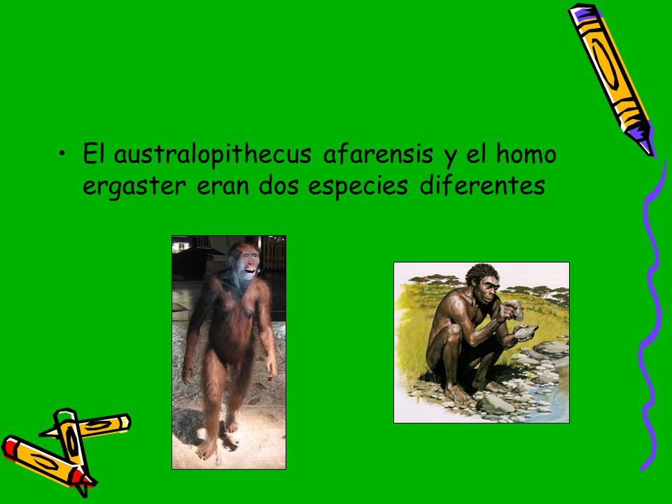 El australopithecus afarensis y el homo ergaster eran dos especies diferentes