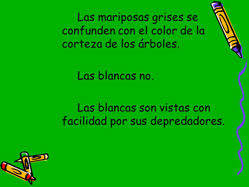 Las mariposas grises se confunden con el color de la corteza de los árboles.
