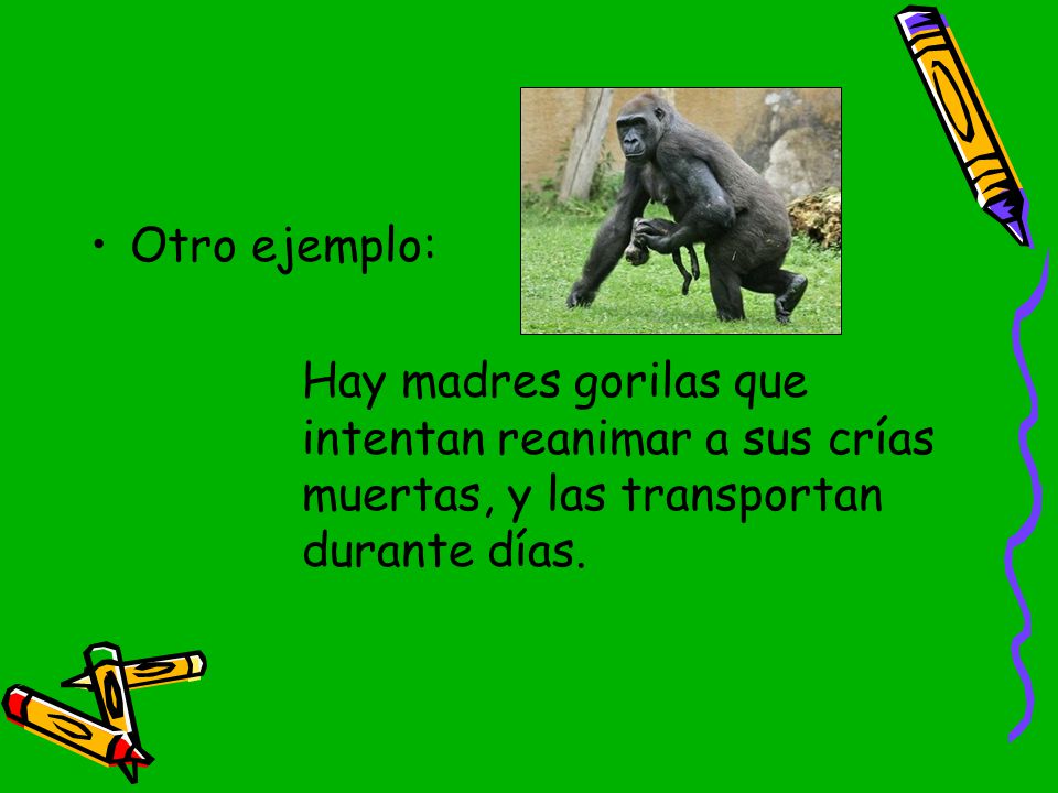 Otro ejemplo: Hay madres gorilas que intentan reanimar a sus crías muertas, y las transportan durante días.
