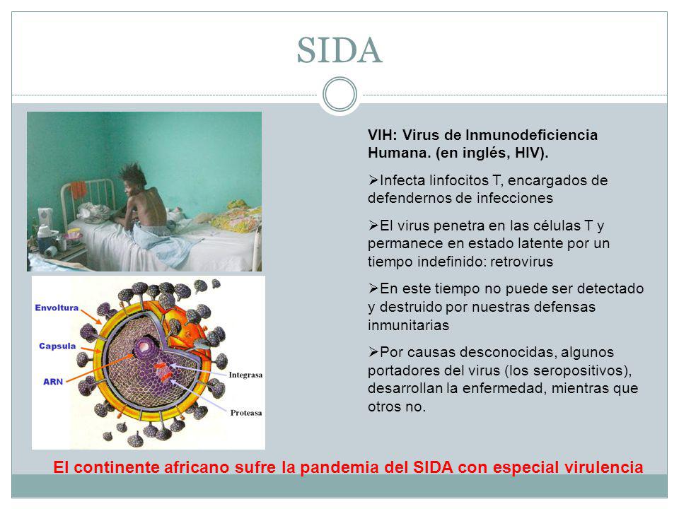 SIDA VIH: Virus de Inmunodeficiencia Humana. (en inglés, HIV). Infecta linfocitos T, encargados de defendernos de infecciones.
