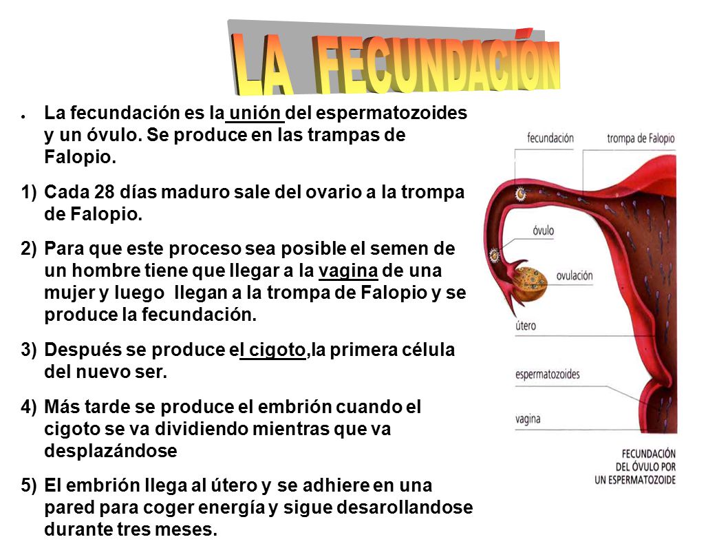 LA FECUNDACIÓN La fecundación es la unión del espermatozoides y un óvulo. Se produce en las trampas de Falopio.