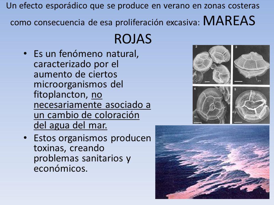 Un efecto esporádico que se produce en verano en zonas costeras como consecuencia de esa proliferación excasiva: MAREAS ROJAS