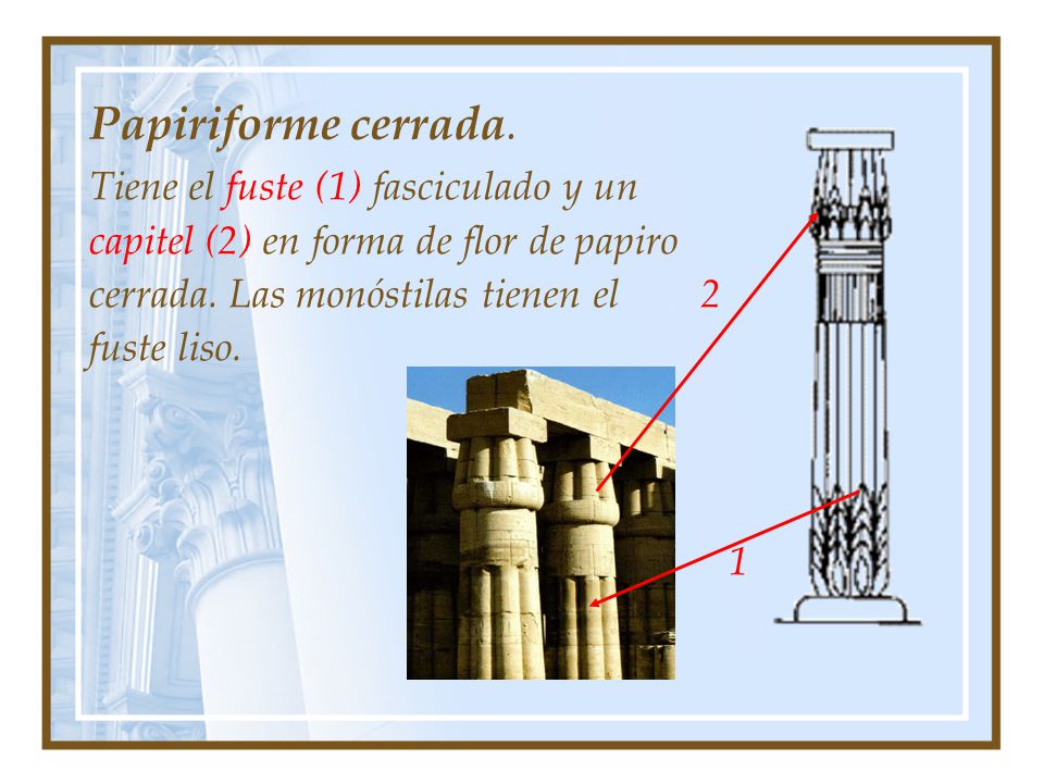 Papiriforme cerrada. Tiene el fuste (1) fasciculado y un