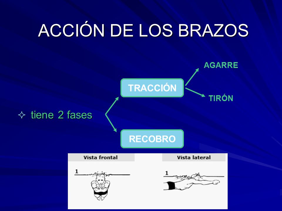 ACCIÓN DE LOS BRAZOS tiene 2 fases AGARRE TRACCIÓN TIRÓN RECOBRO