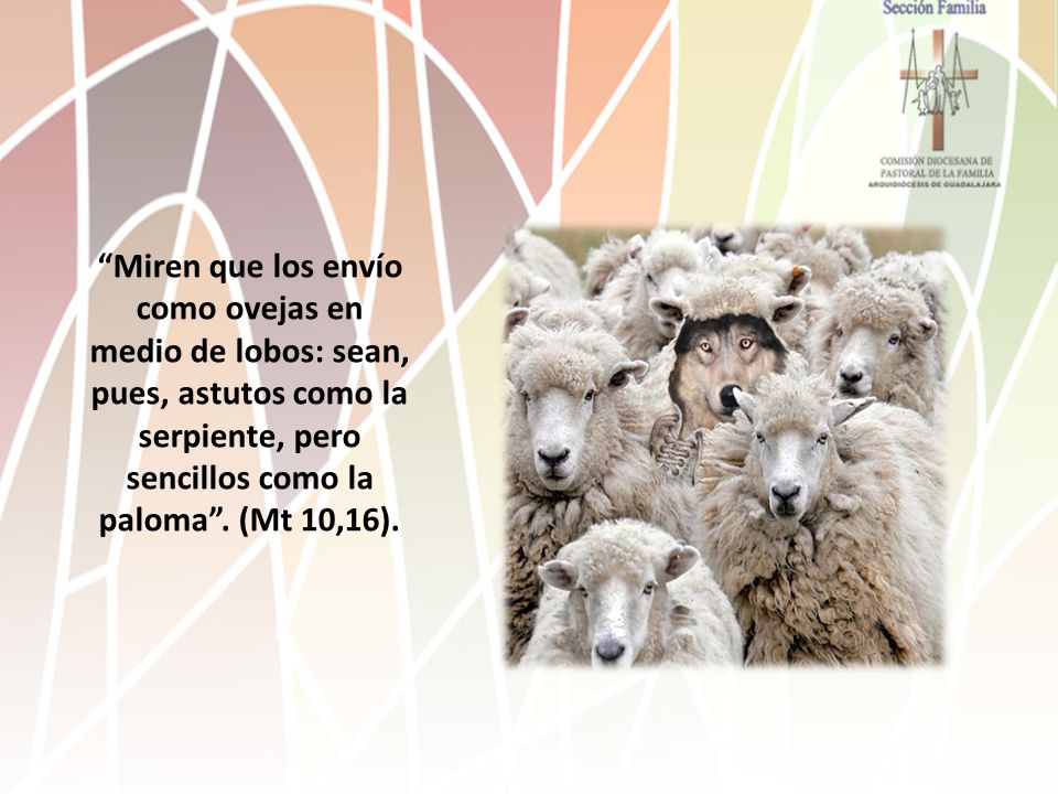 Miren que los envío como ovejas en medio de lobos: sean, pues, astutos como la serpiente, pero sencillos como la paloma .