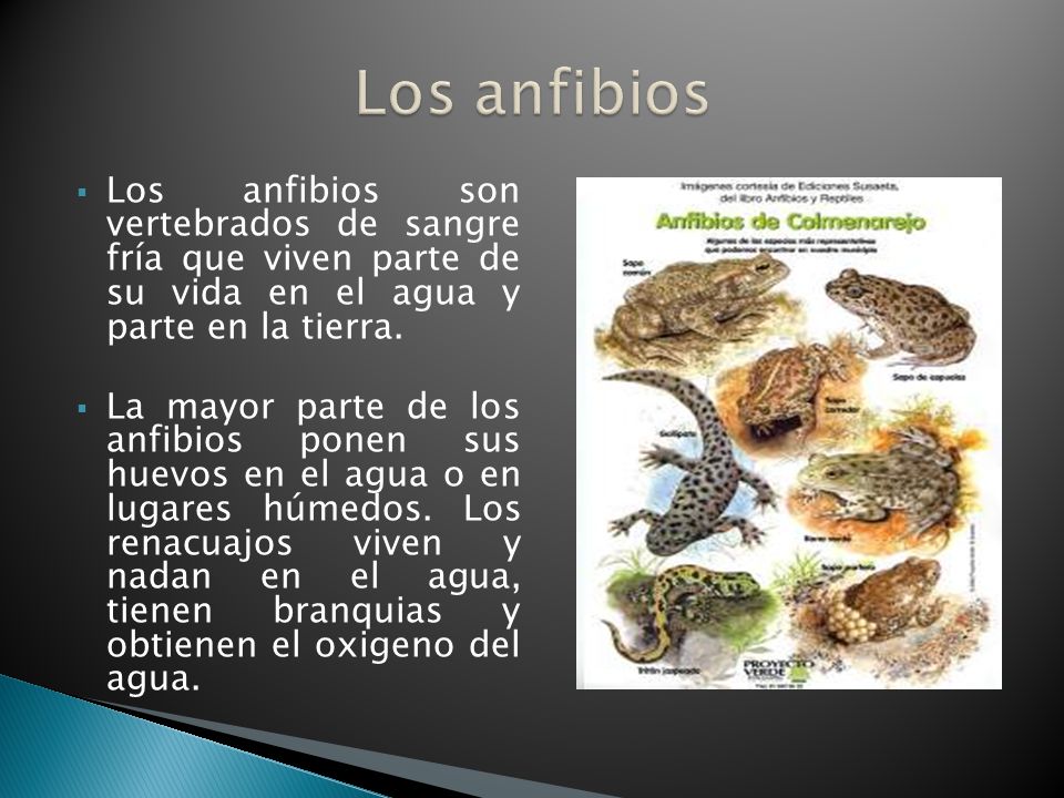 Los anfibios Los anfibios son vertebrados de sangre fría que viven parte de su vida en el agua y parte en la tierra.