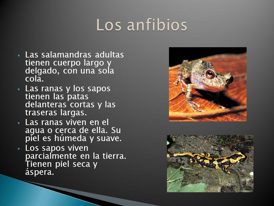Los anfibios Las salamandras adultas tienen cuerpo largo y delgado, con una sola cola.