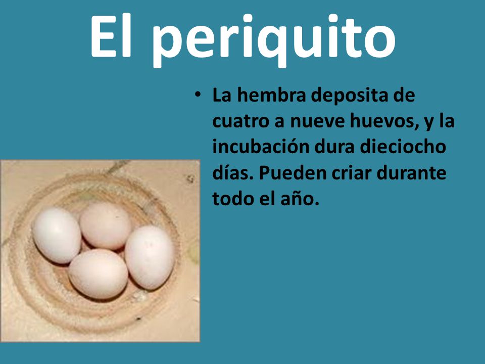 El periquito La hembra deposita de cuatro a nueve huevos, y la incubación dura dieciocho días.
