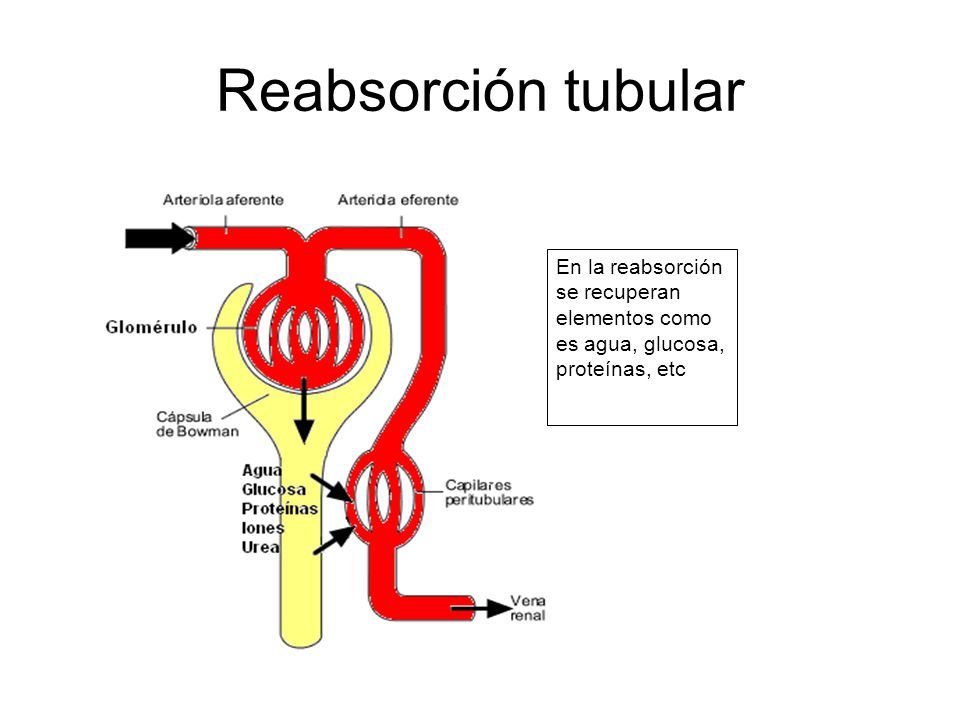 Reabsorción tubular En la reabsorción se recuperan elementos como es agua, glucosa, proteínas, etc