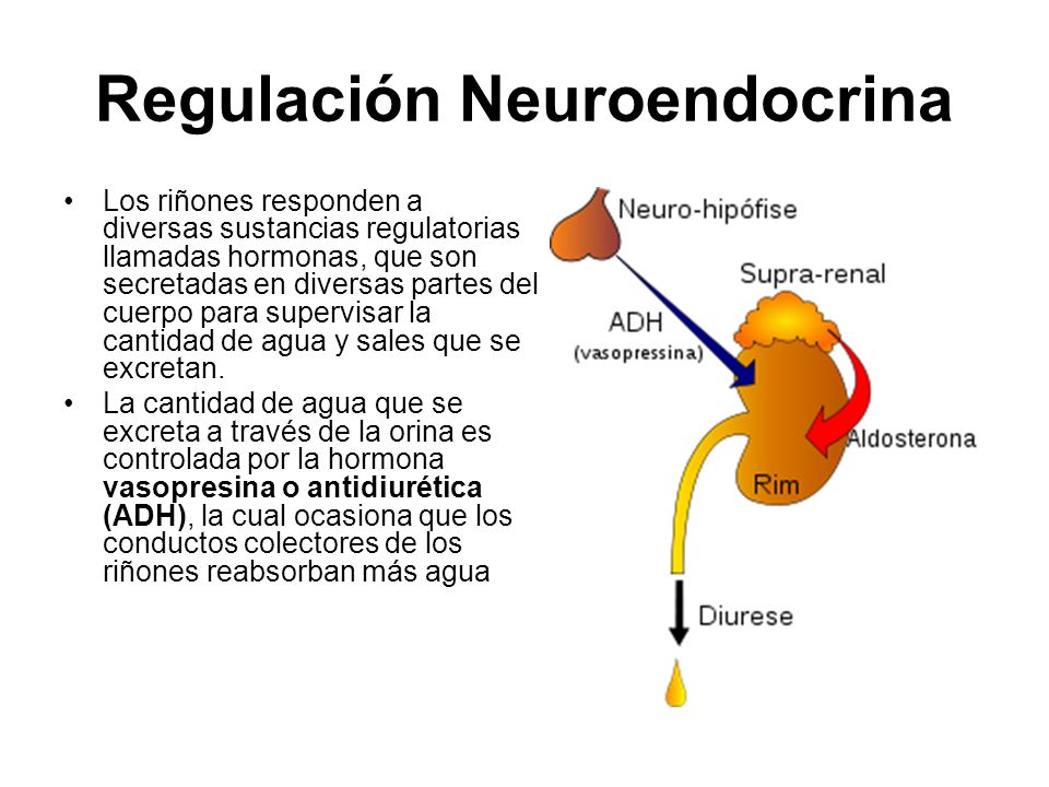Regulación Neuroendocrina