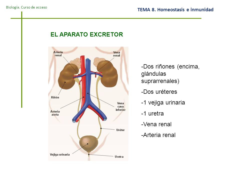 EL APARATO EXCRETOR Dos riñones (encima, glándulas suprarrenales) Dos uréteres. 1 vejiga urinaria.
