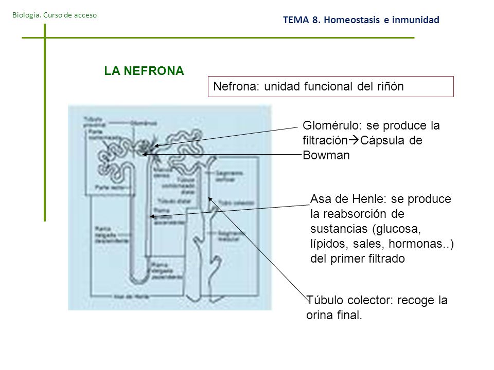 LA NEFRONA Nefrona: unidad funcional del riñón. Glomérulo: se produce la filtraciónCápsula de Bowman.