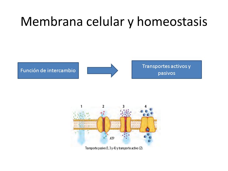 Membrana celular y homeostasis