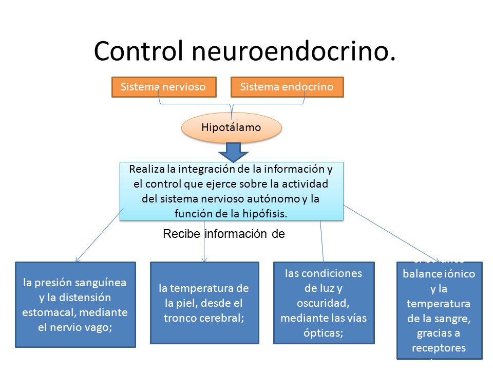 Control neuroendocrino.