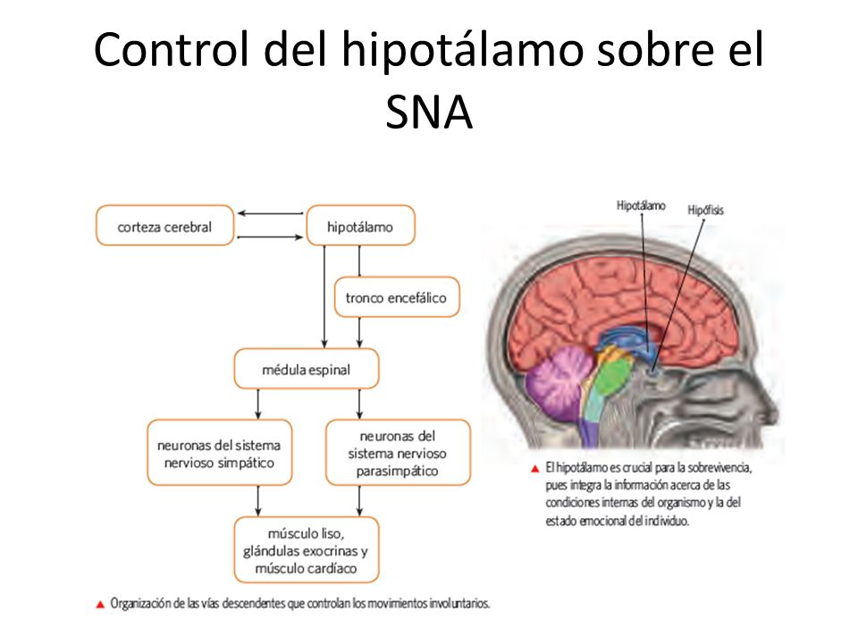 Control del hipotálamo sobre el SNA