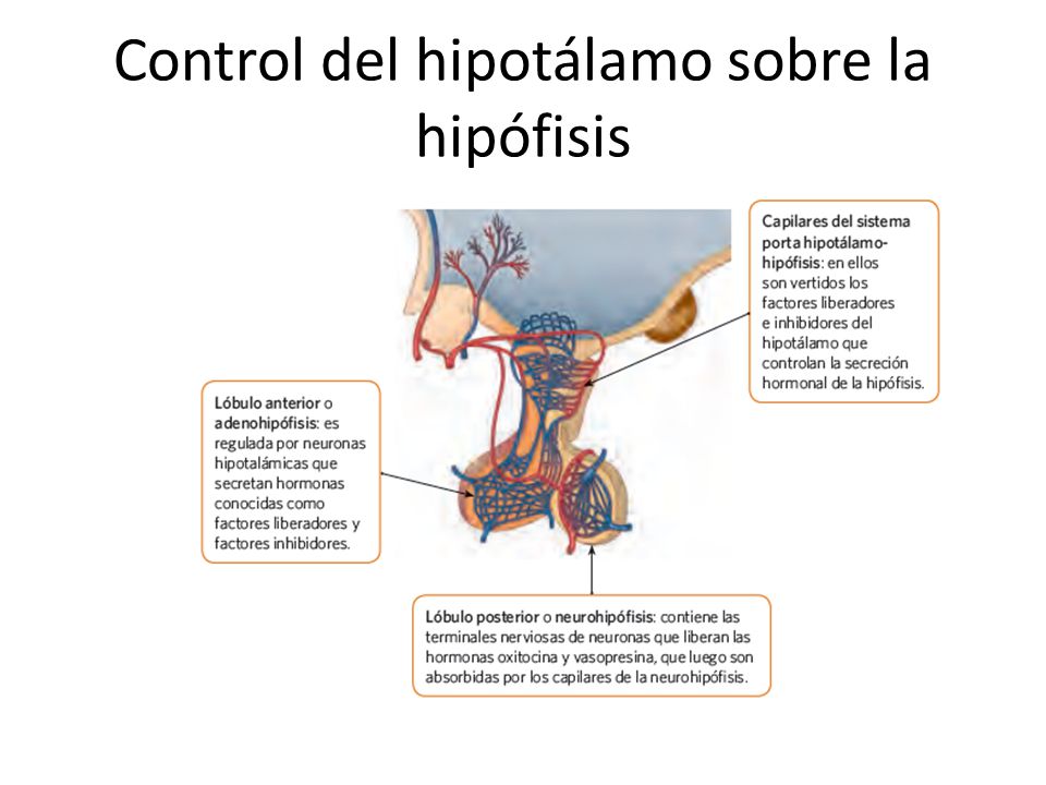 Control del hipotálamo sobre la hipófisis