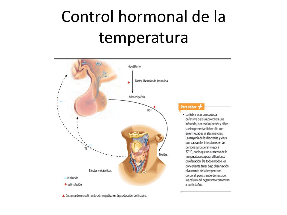 Control hormonal de la temperatura