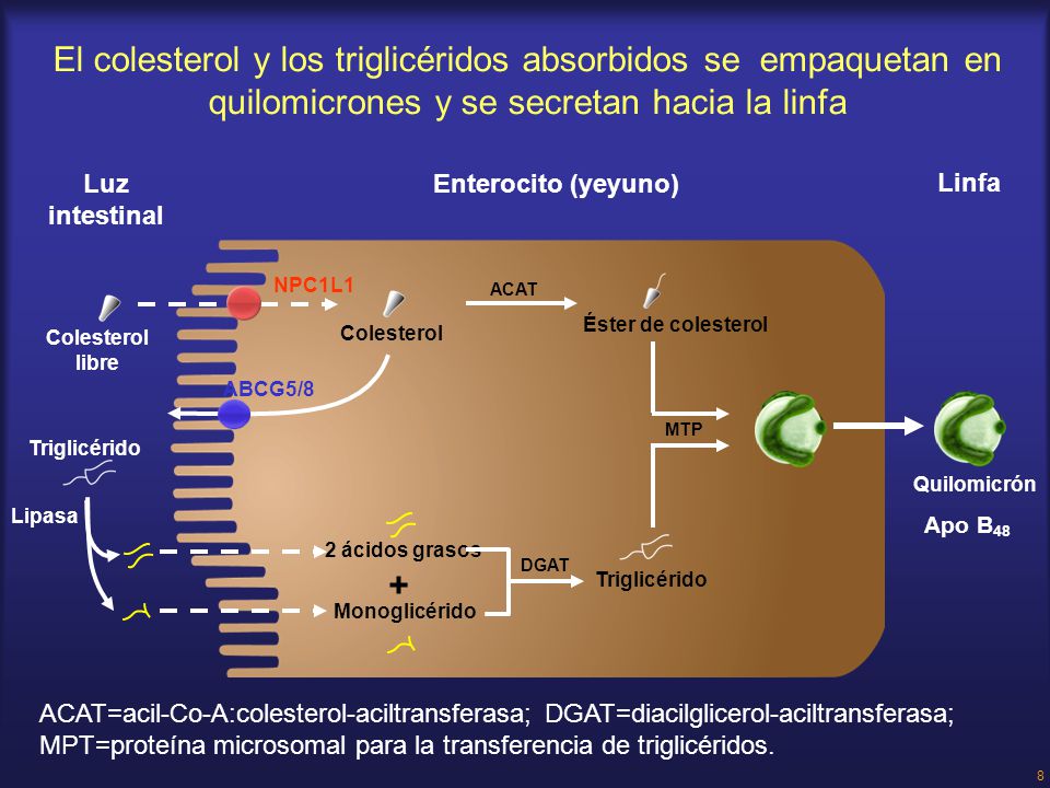 El colesterol y los triglicéridos absorbidos se empaquetan en quilomicrones y se secretan hacia la linfa