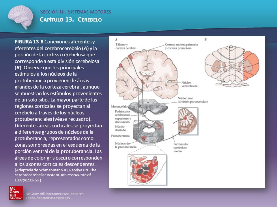 FIGURA 13-8 Conexiones aferentes y eferentes del cerebrocerebelo (A) y la porción de la corteza cerebelosa que corresponde a esta división cerebelosa (B).