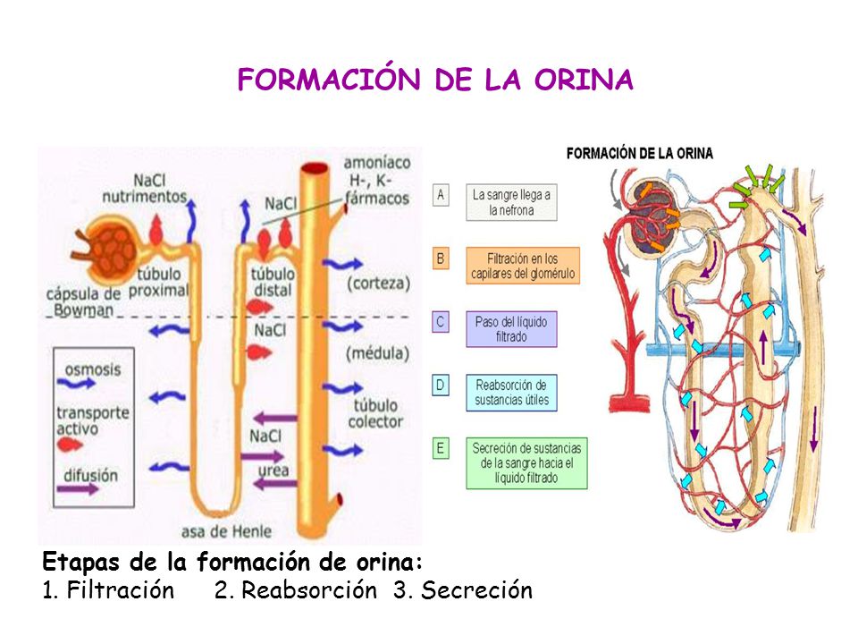 FORMACIÓN DE LA ORINA Etapas de la formación de orina: